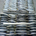 Frozen Sardine Whole Round Lighting Caught Fish 80-100g